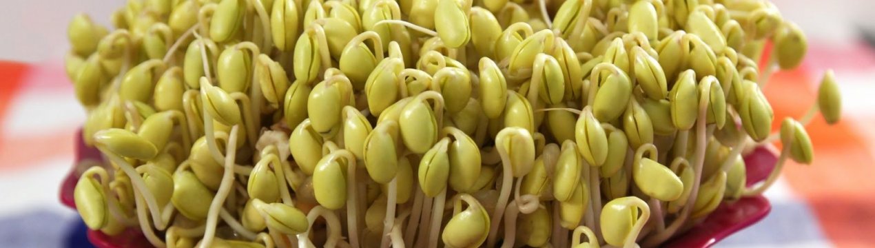 Пророщена квасоля: користь і шкода