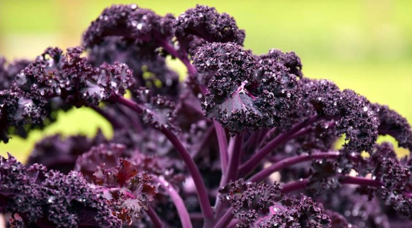 Капуста кале червона F1 Капуста кале червона F1