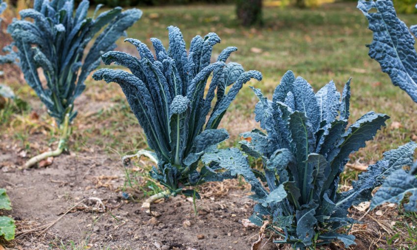 Кале Діно Кале Діно