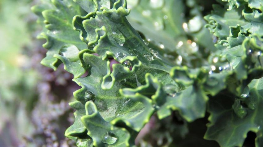 Капуста кале Капуста кале