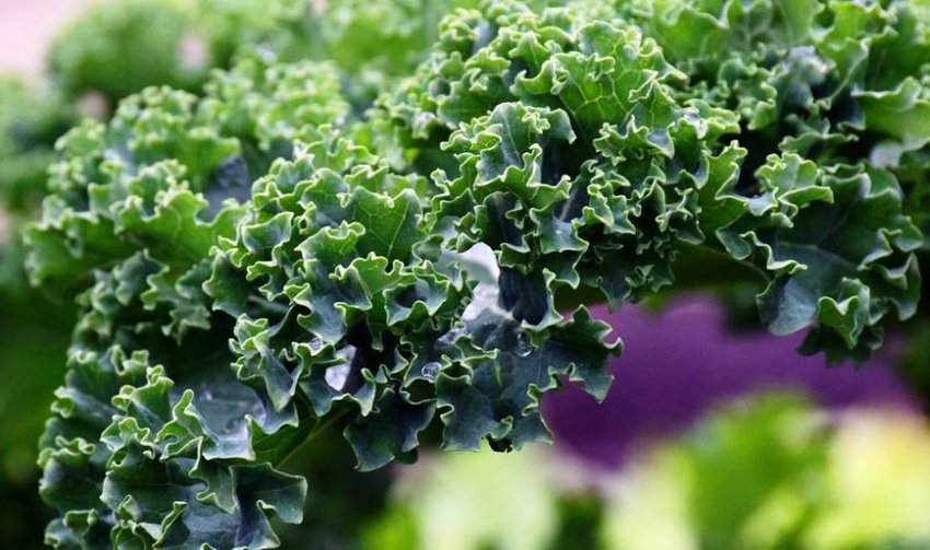 Кале Прем'єр Кале Прем'єр