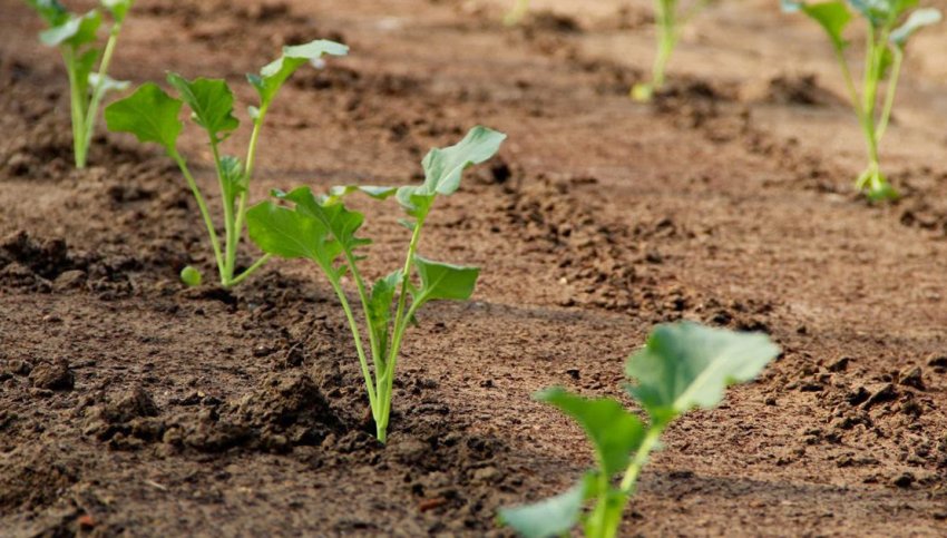 Вирощування капусти кале Вирощування капусти кале