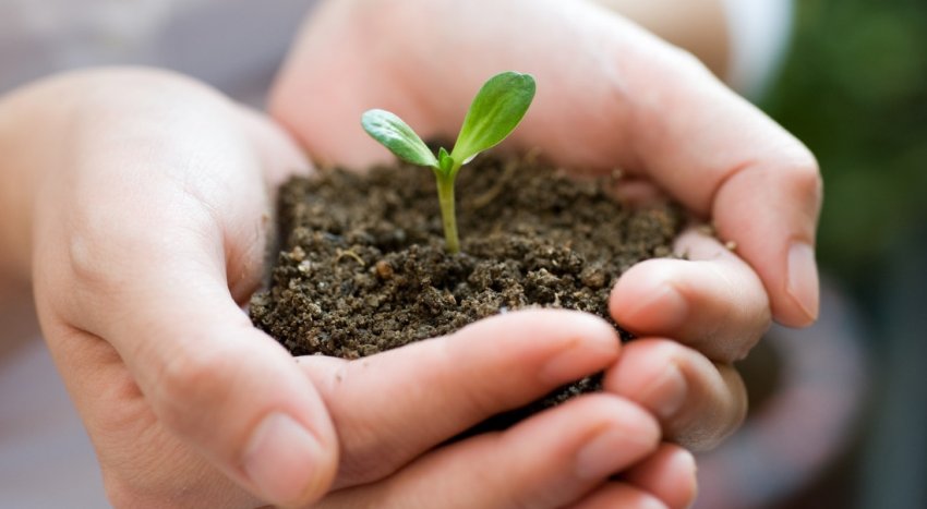 Грунт для розсади Грунт для розсади