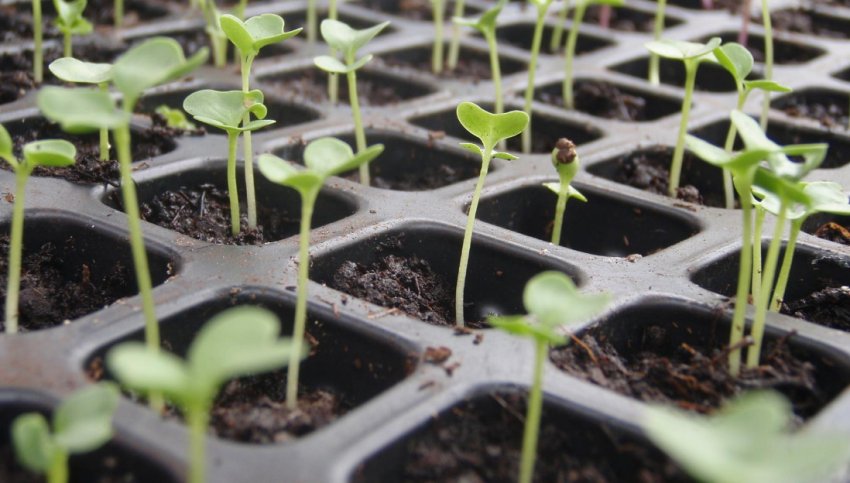 Розсада Розсада