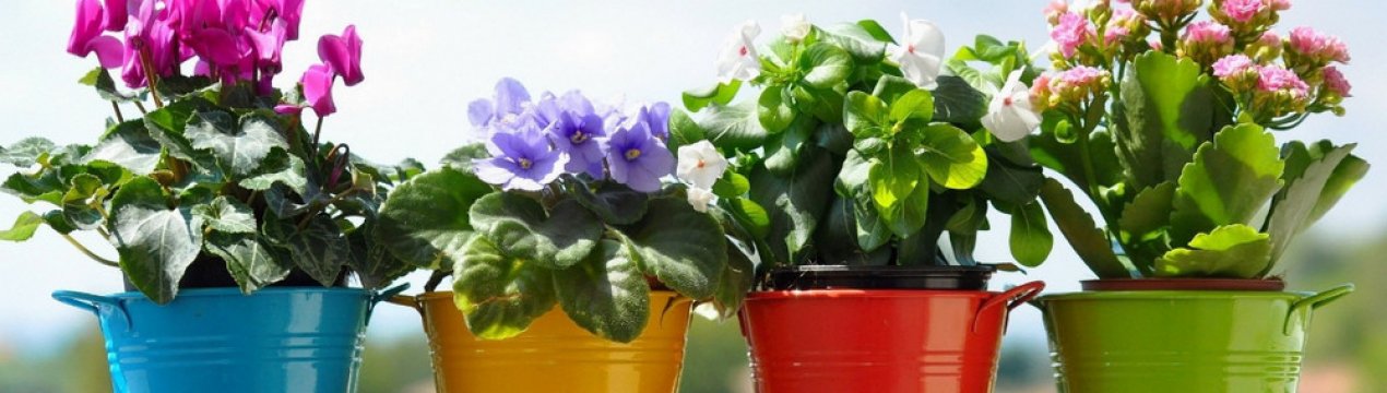 Как правильно посадить комнатные цветы в горшок