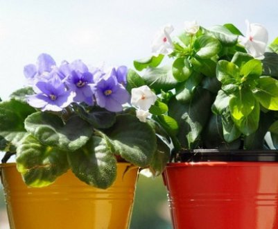 Як правильно посадити кімнатні квіти в горщик