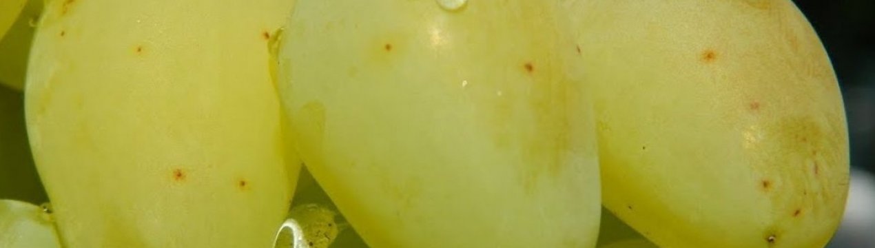 Сорт винограду Гордій: характеристика, секрети успішного вирощування