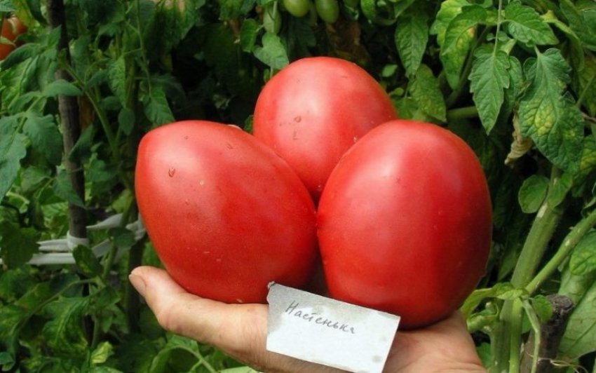 Оптимальні строки вирощування Оптимальні строки вирощування