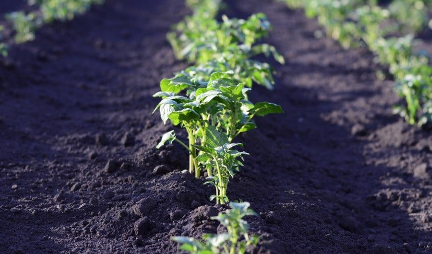 Картоплю Картоплю