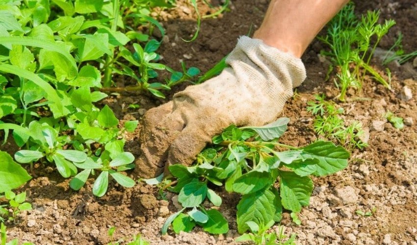 Чистка бур'янів Чистка бур'янів