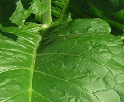 Тютюн Вірджинія: вирощування в домашніх умовах