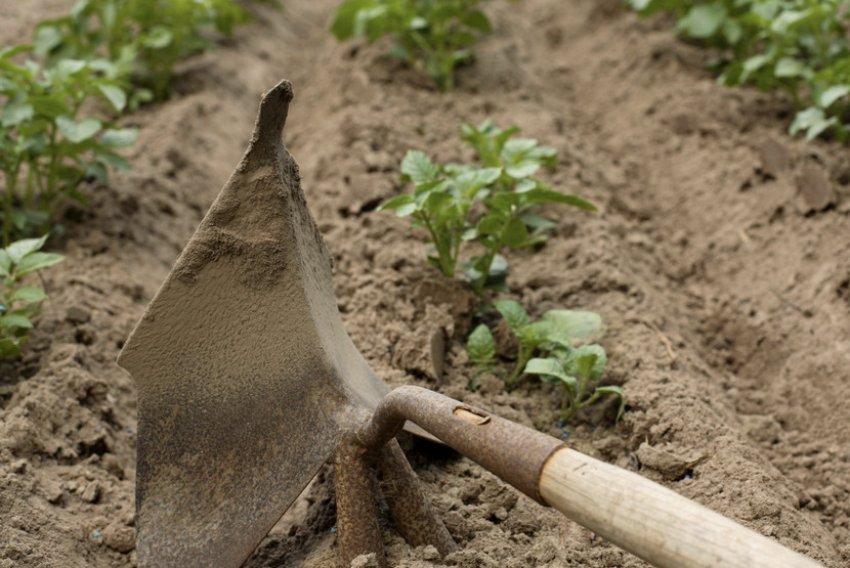 Картоплю Картоплю