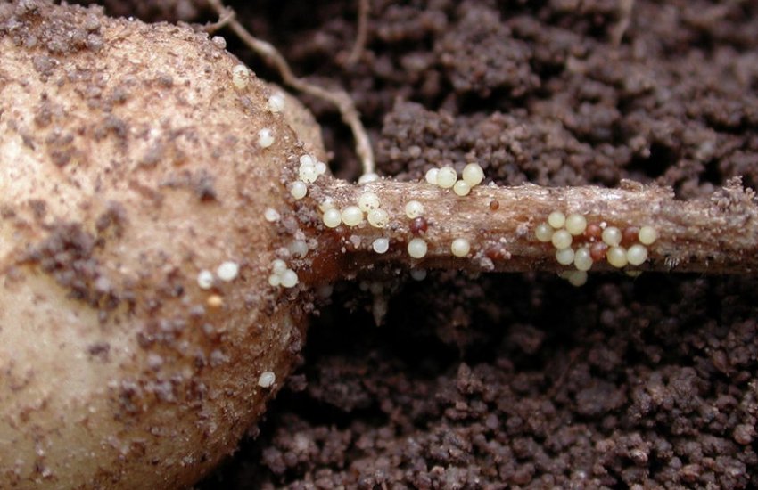 Золотиста нематода Золотиста нематода