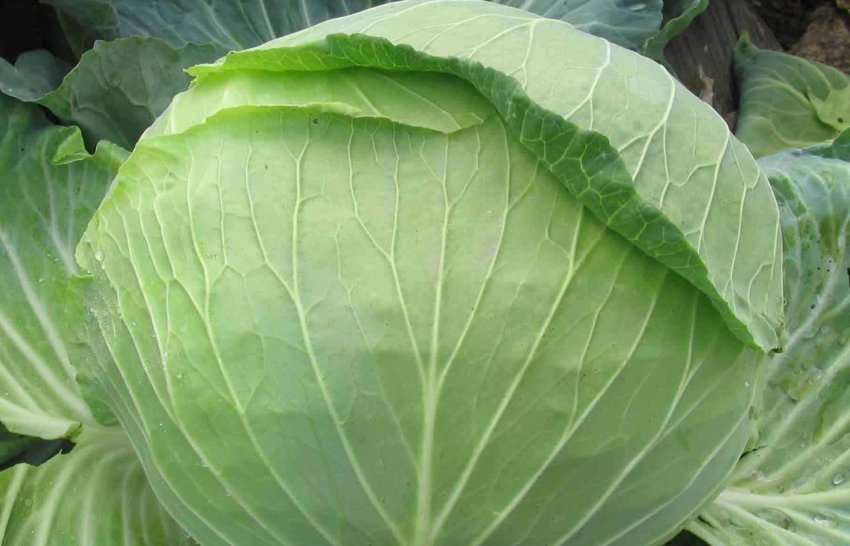 Селекція і характеристика сорту