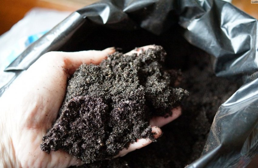 Вибір і підготовка грунту