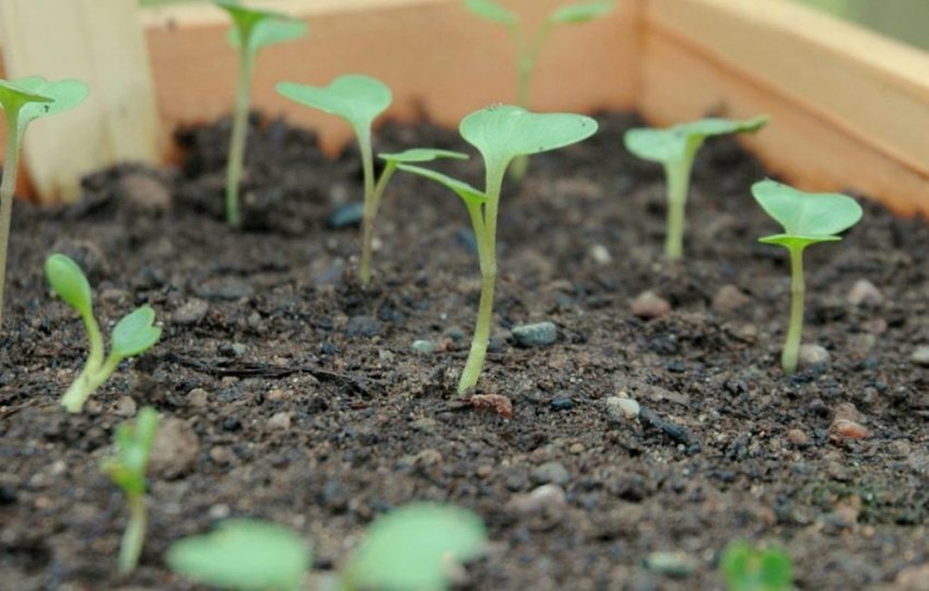 Посів насіння