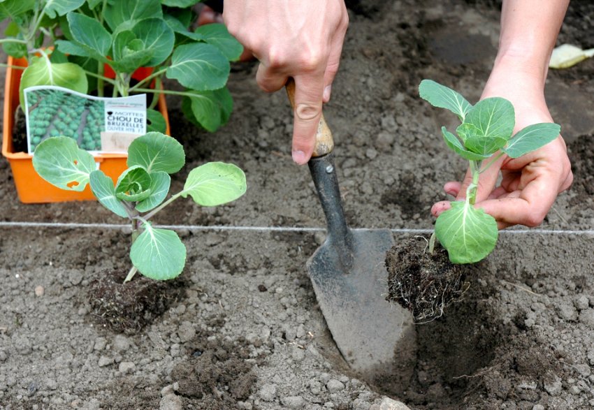 Пересаджування розсади на постійне місце