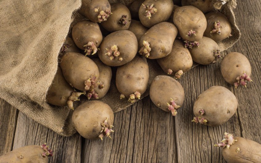 Пророщування картоплі