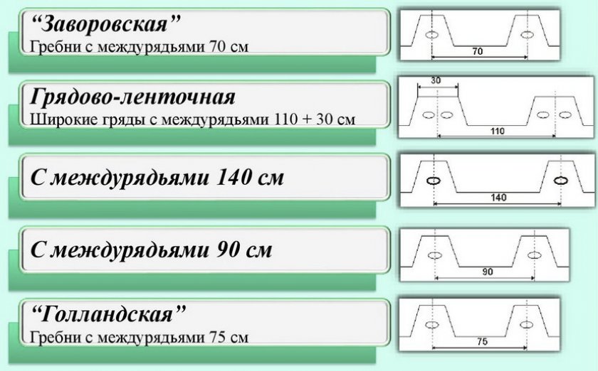 Посадка картофеля Посадка картофеля