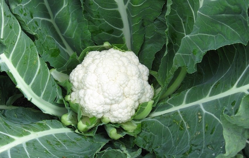 Лекану F1 Лекану F1