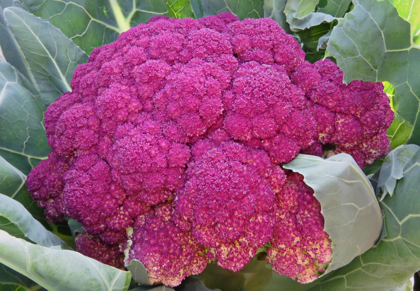 Аметист F1 Аметист F1