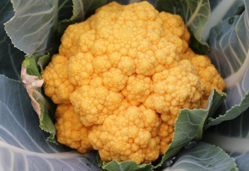 Чеддар F1 Чеддар F1