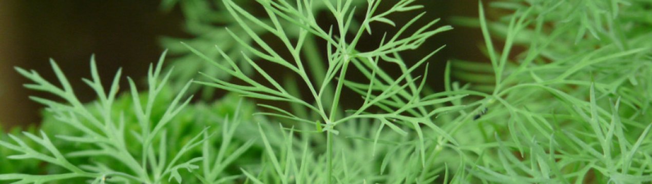 Скільки калорій в кропі — сушеному, свіжому, замороженому?