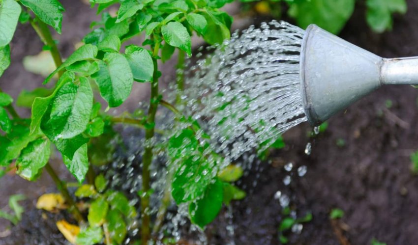 Полив картоплі