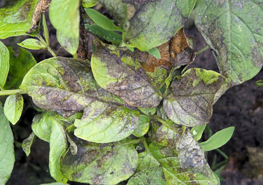 Фітофтороз бадилля