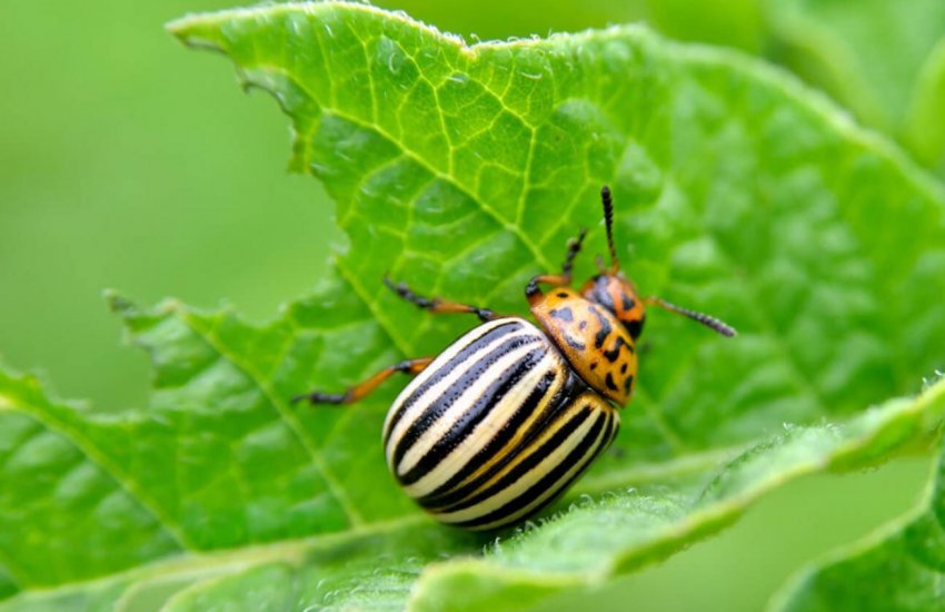 Колорадський жук