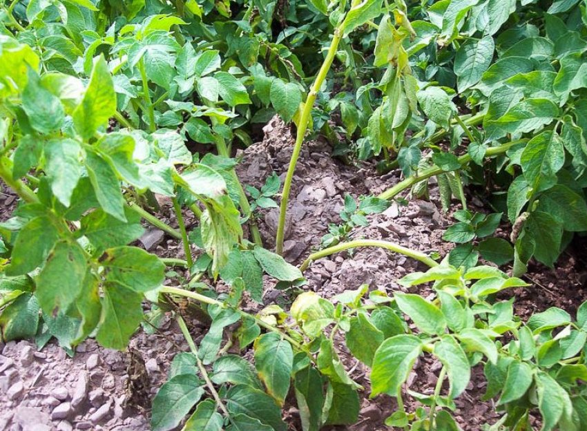 Фузаріоз Фузаріоз