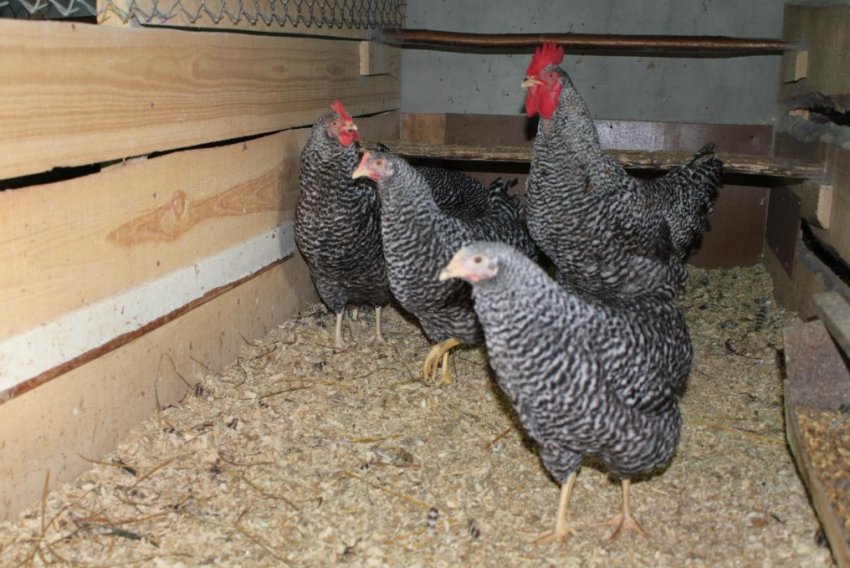 Кури плімутрок