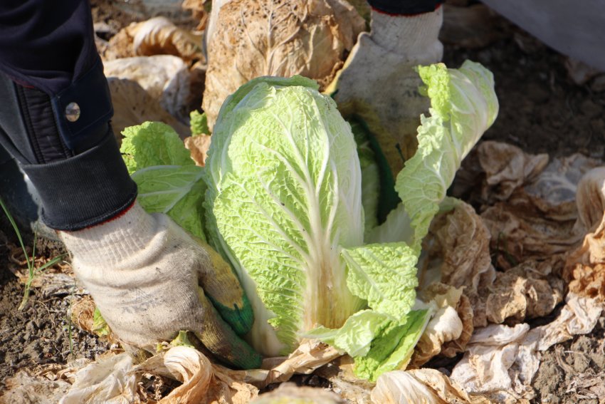 Оптимальні строки посадки