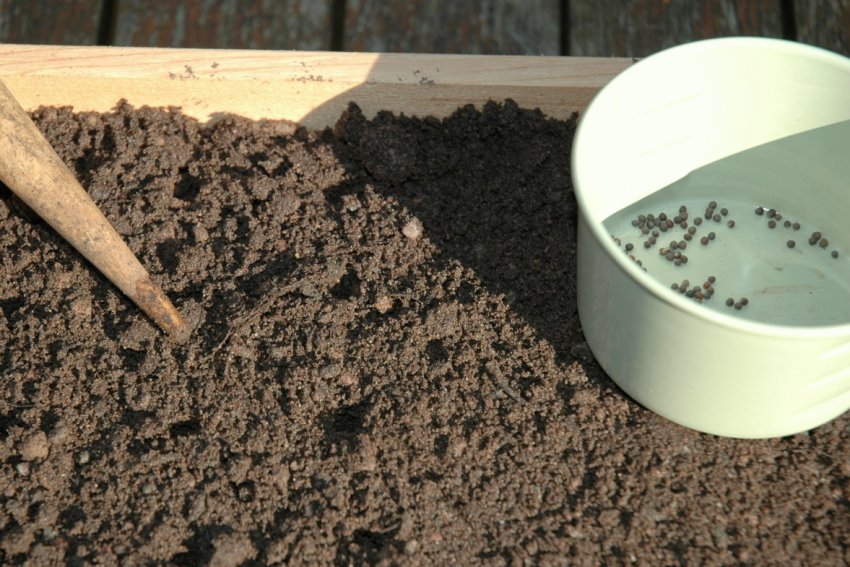 Посів насіння Посів насіння