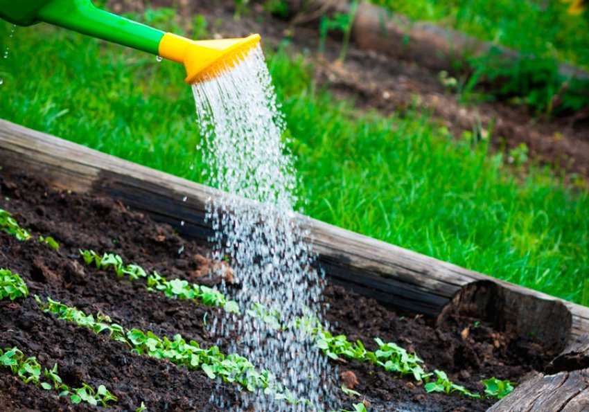 Полив і підгодівля