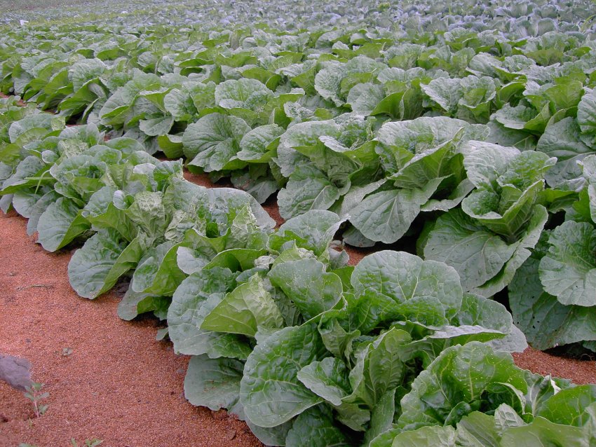 Розпушування і прополка грунту