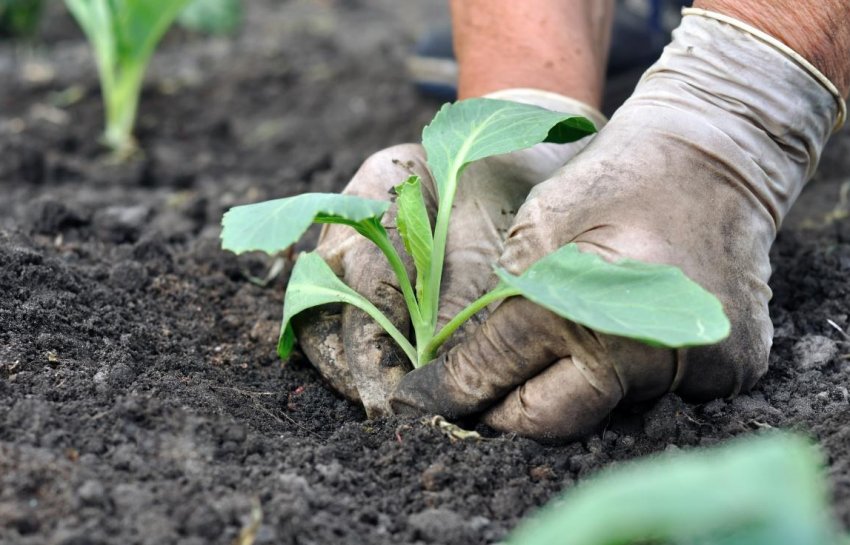 Садіння капусти Садіння капусти