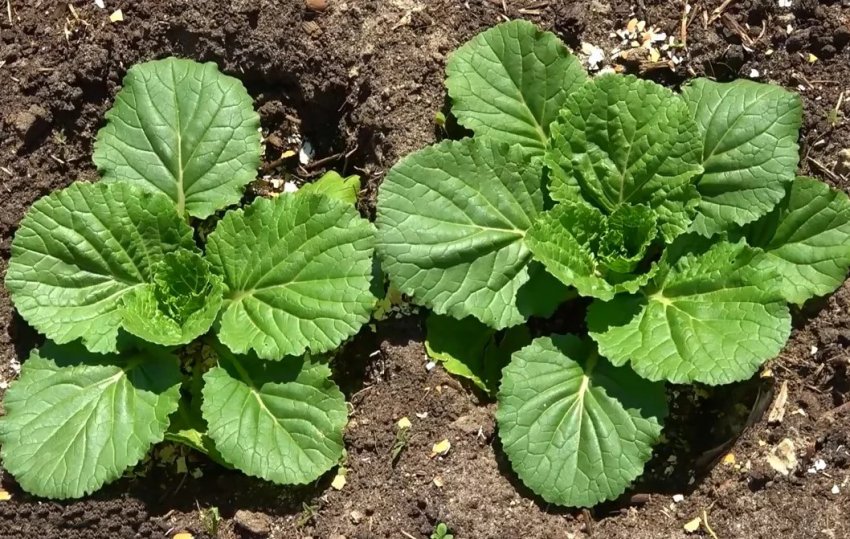 Боротьба з хворобами і шкідниками