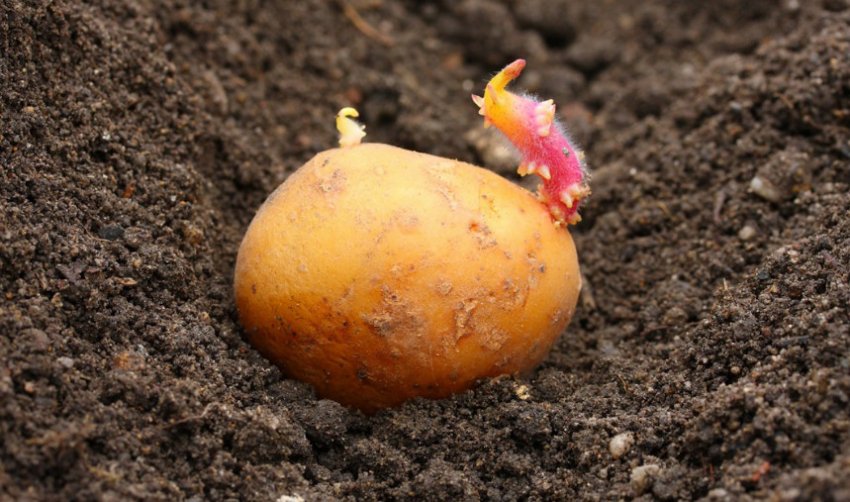 Посадка картоплі Посадка картоплі