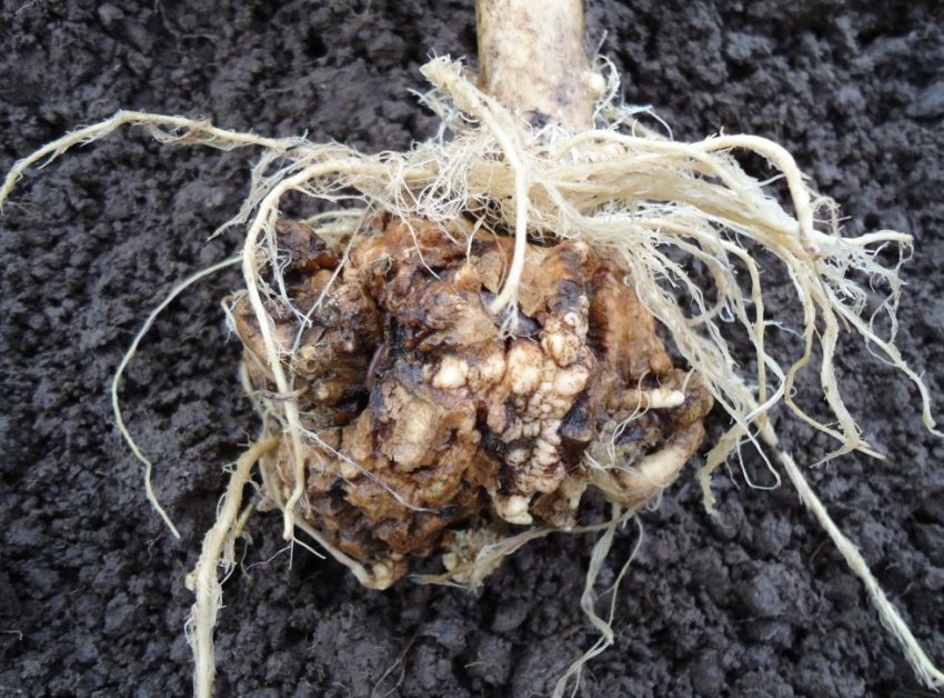 Капустяна кила Капустяна кила