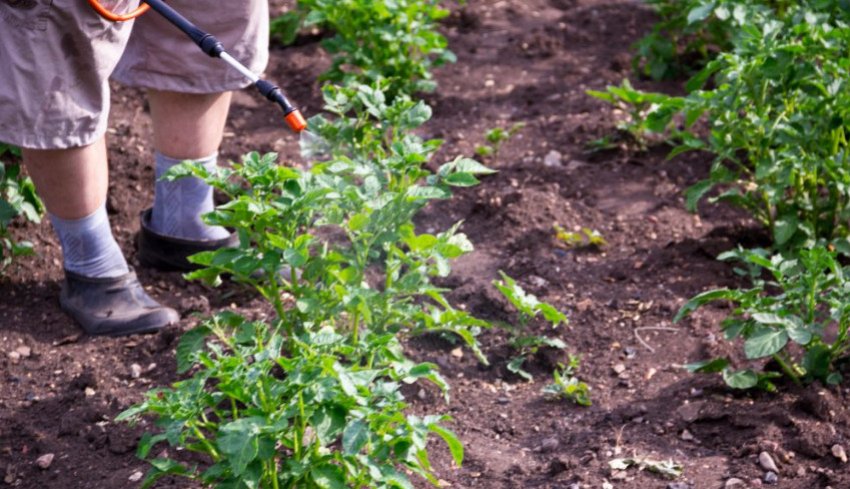Обприскування картоплі Обприскування картоплі