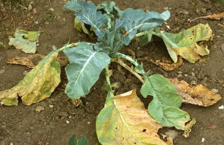 Фузаріоз Фузаріоз