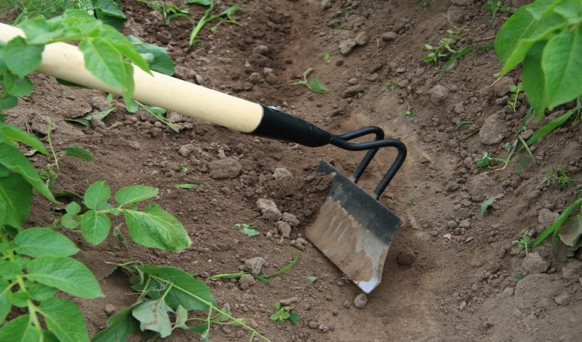 Підгортання картоплі