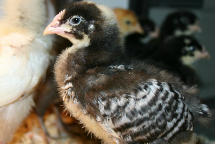 Курчата породи плімутрок