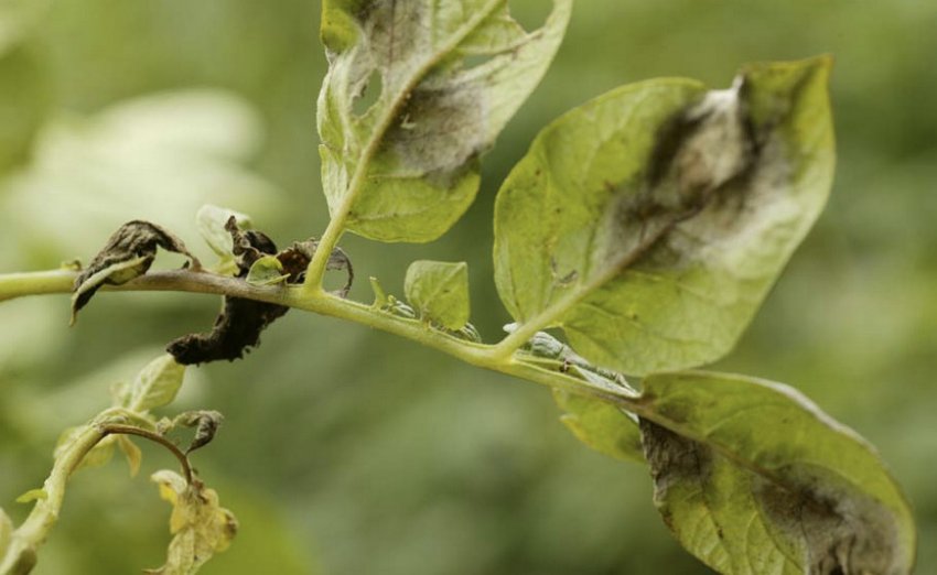 Фітофтороз