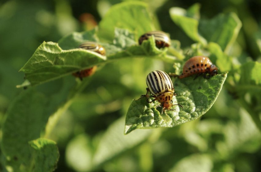 Колорадський жук