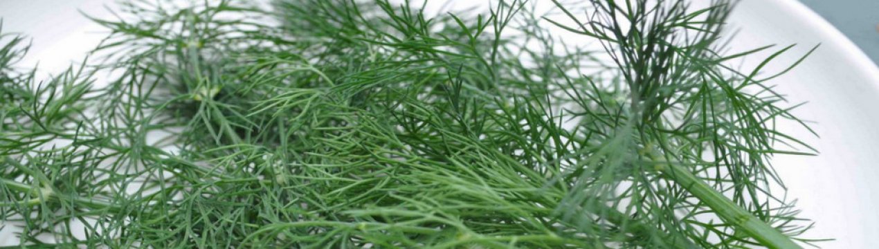 Особливості вирощування кропу