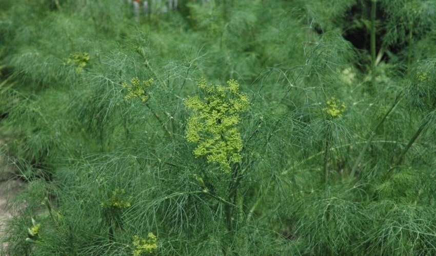 Вирощування кропу