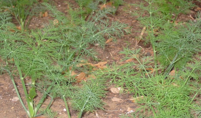 Вирощування кропу