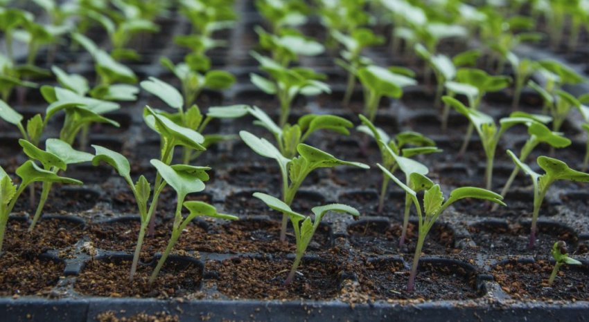 Розсада капусти